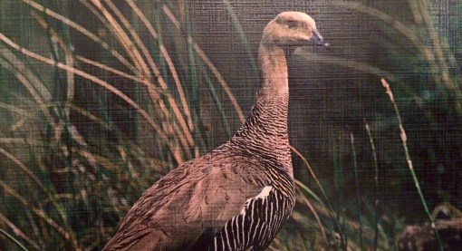 A Caiquen, if you're wondering.