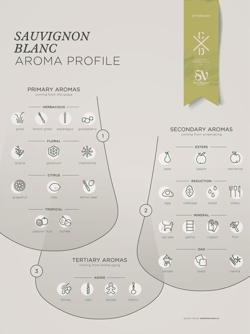 Sauvignon-Blanc-grape-variety-wine-aroma-profile-flavors-fruit-spices-Social-Vignerons
