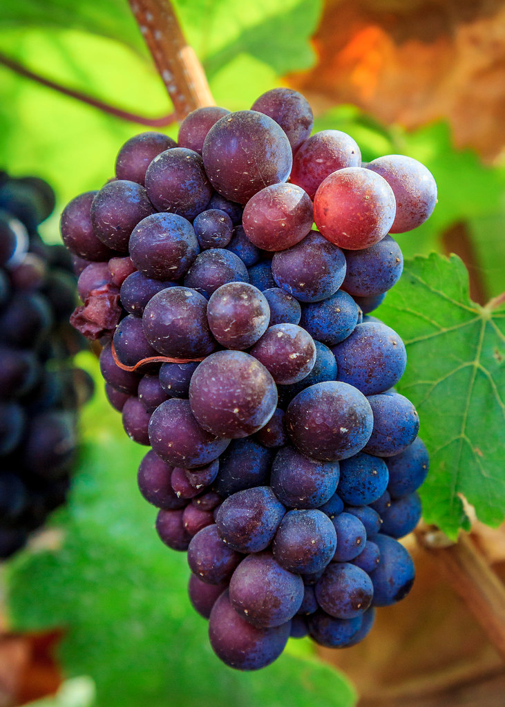 37010425430_df9f8751e9_b