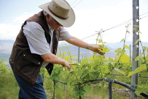 Don-Triggs-checks-leaf-vigour-in-Margaret's-Bench-vineyard_MG_6242